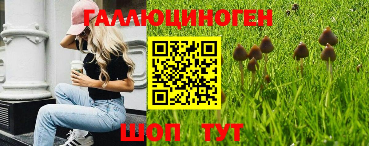 Псилоцибиновые грибы GOLDEN TEACHER  Славянск-на-Кубани 